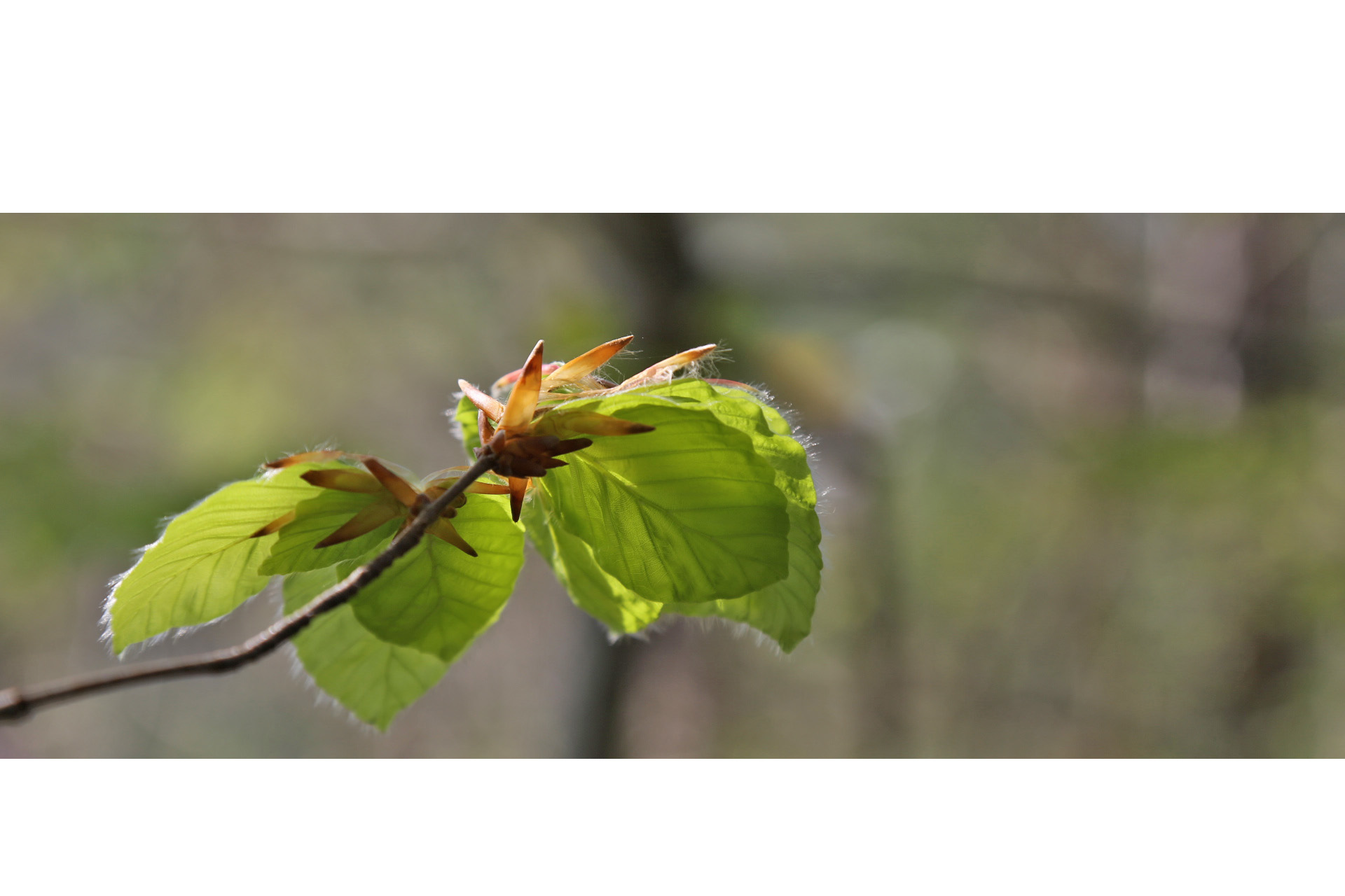 Fagus sylvatica in spring