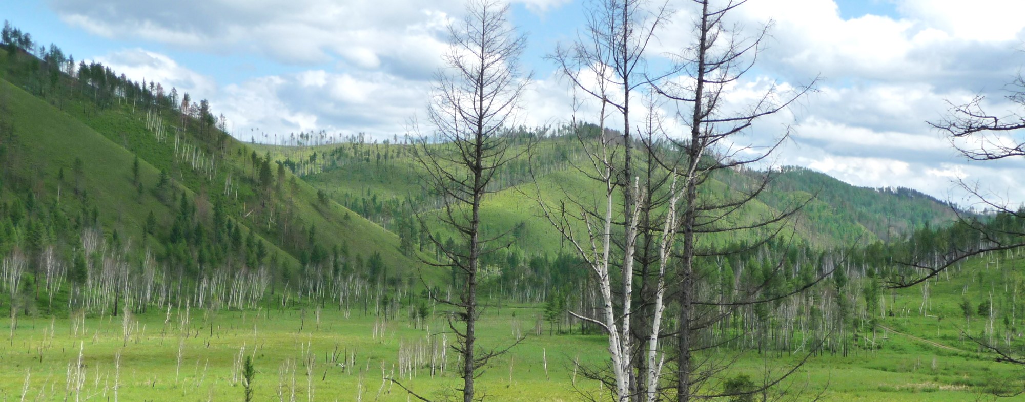 disturbed forest in Mongolia