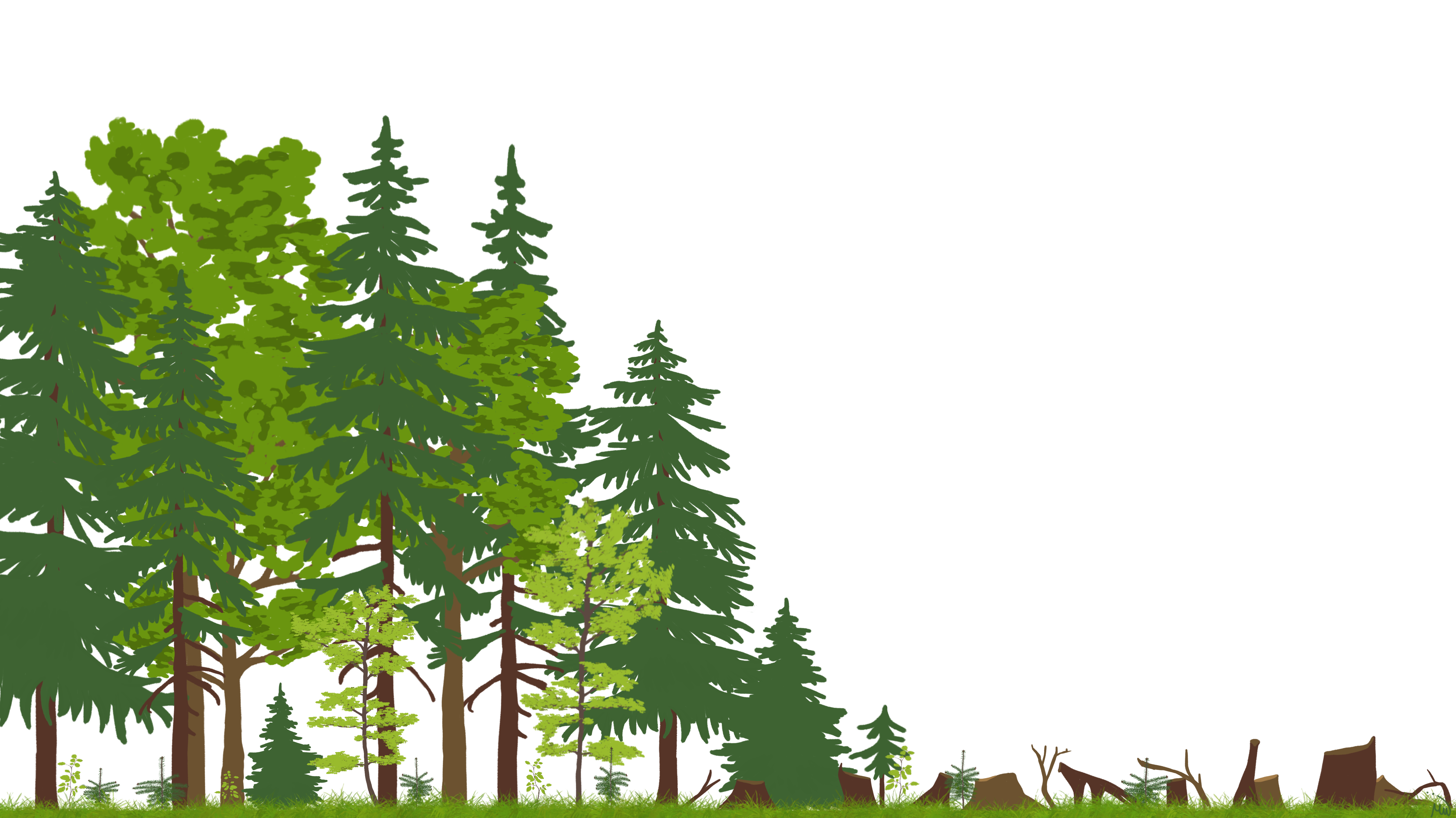 transient forest edge