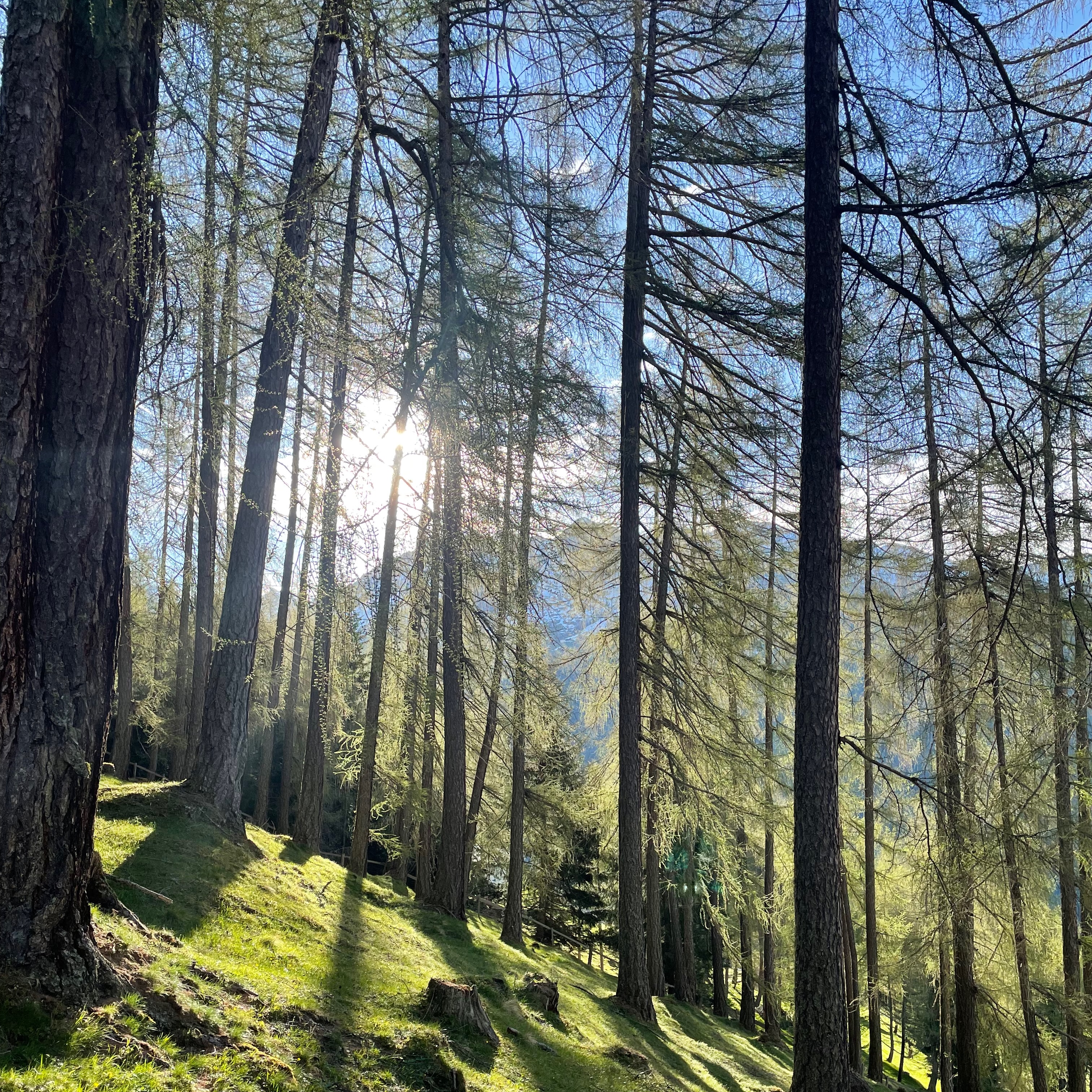 mountain forest